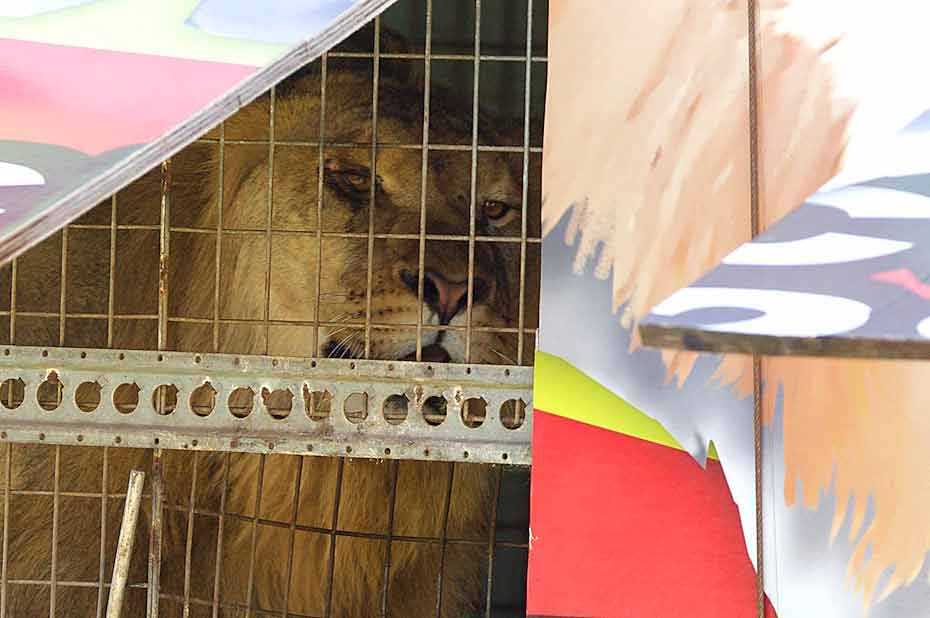 NSW Government Fails Wild Animals in Circuses – and the Public - News -  PETA Australia