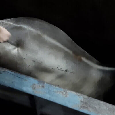 A worker pokes a steer with a metal rod