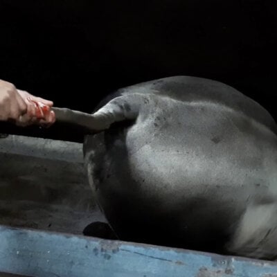 a worker twists a steer's tail