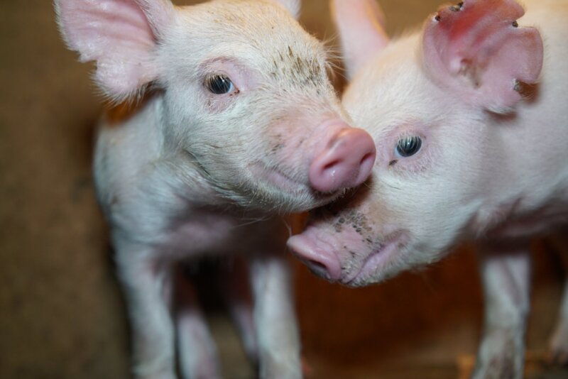 Piglets.