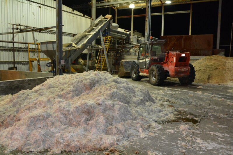 A pile of chicken feathers outside a rendering plant in South Australia.