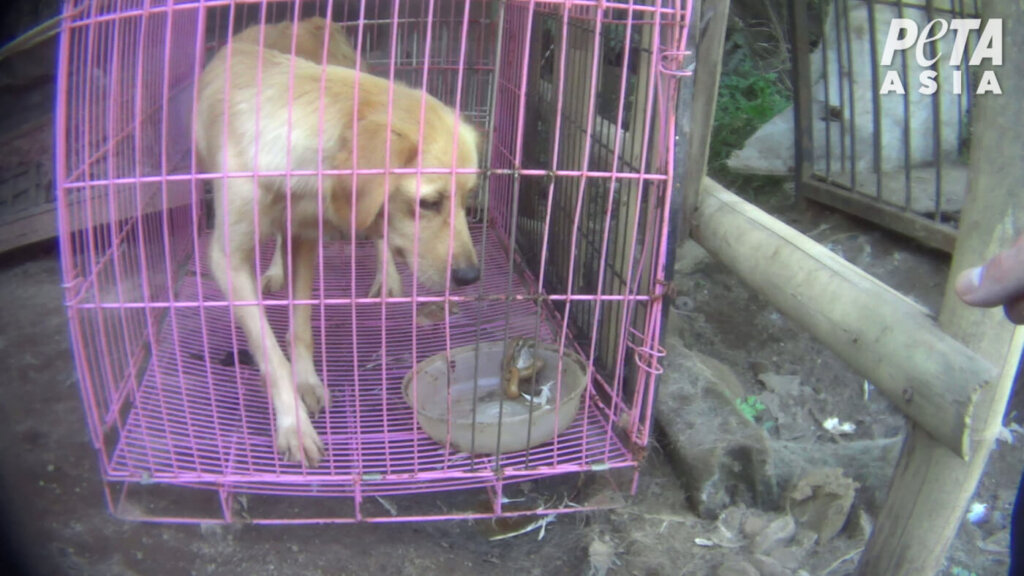 Faeces in food or water bowl while a dog is in the cage