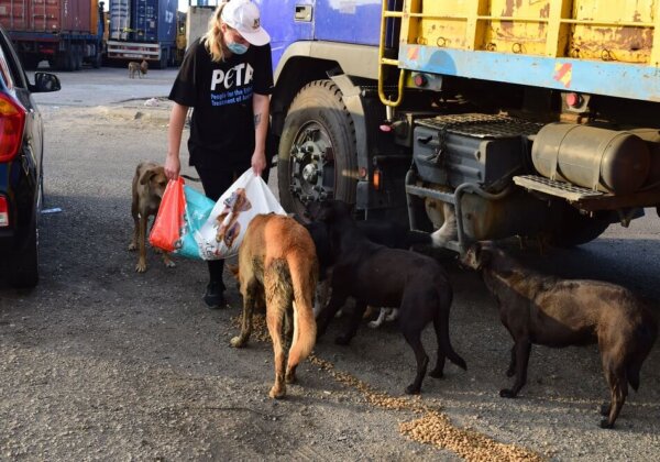 PETA’s Global Compassion Fund Supports Rescuing Animals in Beirut
