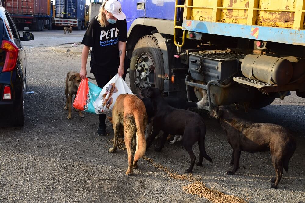 PETA’s Global Compassion Fund Supports Rescuing Animals in Beirut