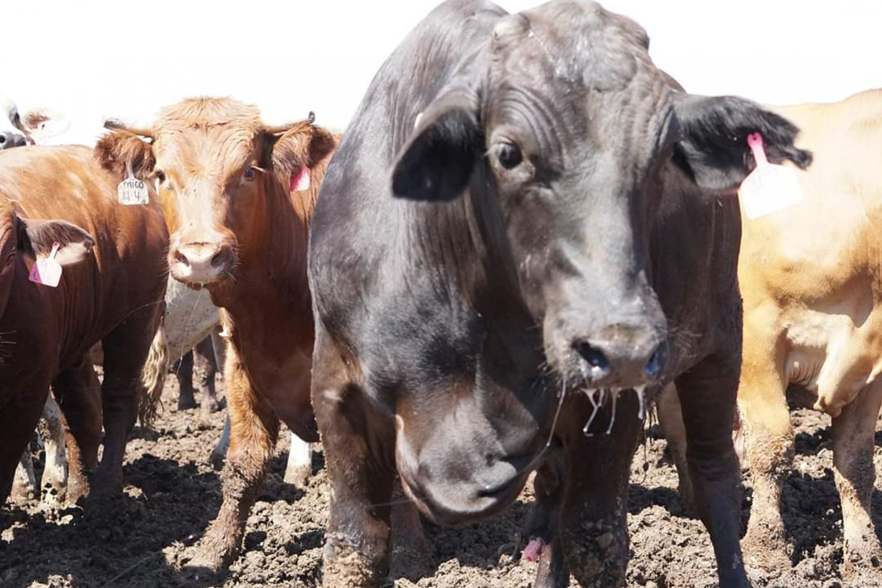 Cattle at a feedlot.