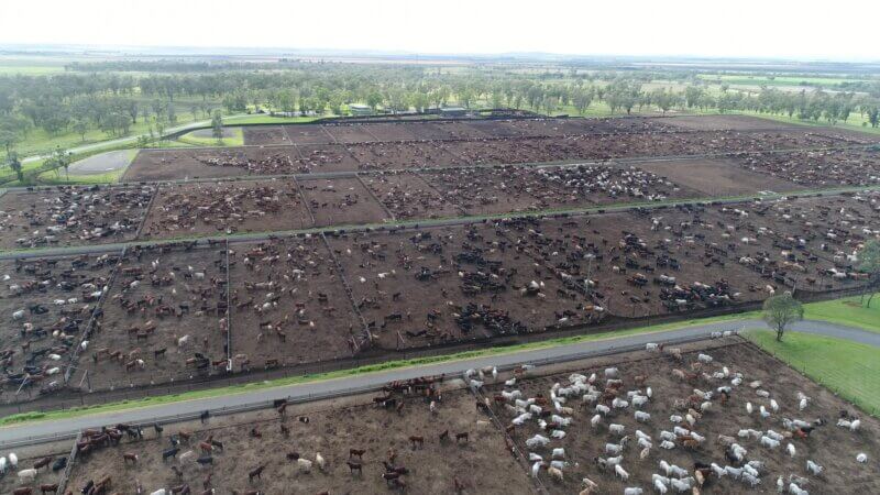 Image shows a cattle feedlot