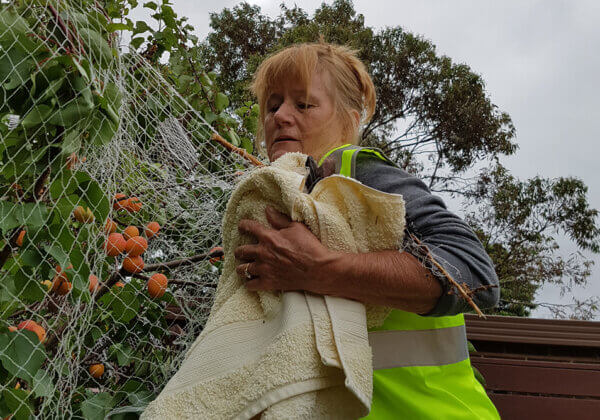 A flying fox being rescued from tree netting.