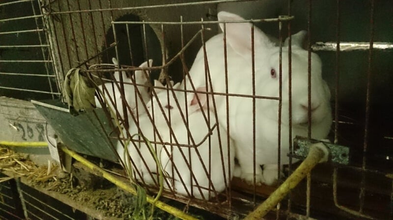 Female rabbit and her one-month old kits