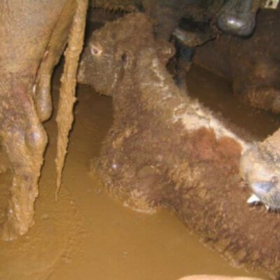 Live Export: ‘Shipping’s Modern Slave Trade’