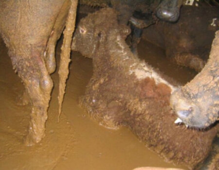 Filthy conditions on a live-export ship