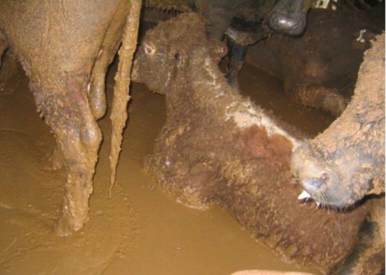 Filthy conditions on a live-export ship