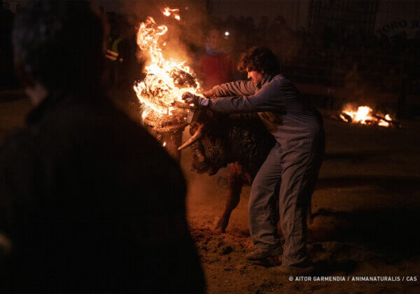 Help End the Sadistic ‘Fire Bull’ Festival in Soria