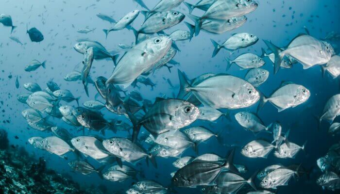 Yes, Fish Are Animals Too – SA Updates Animal Welfare Act