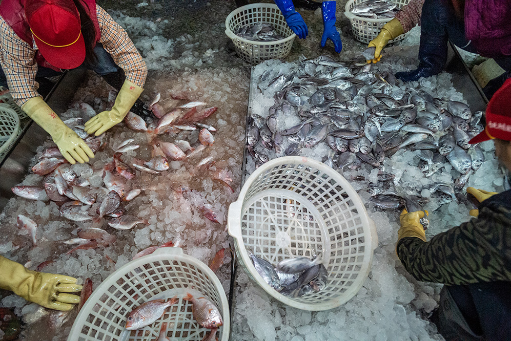 Workers separate fish from ice at a fish market in Taiwan.