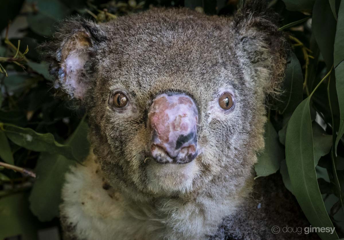 Stories of Hope and Survival From Australia’s Bushfires