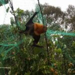 A flying fox caught in green death netting.