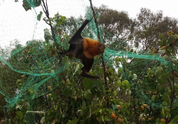 A flying fox caught in green death netting.