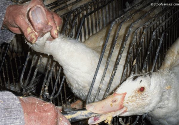 Urge These Melbourne Restaurants to Stop Selling Foie Gras