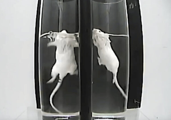 Sanofi: Stop Near-Drowning Test on Mice!