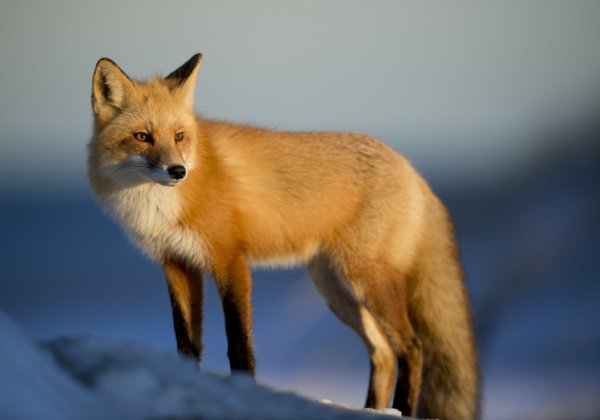 Fox