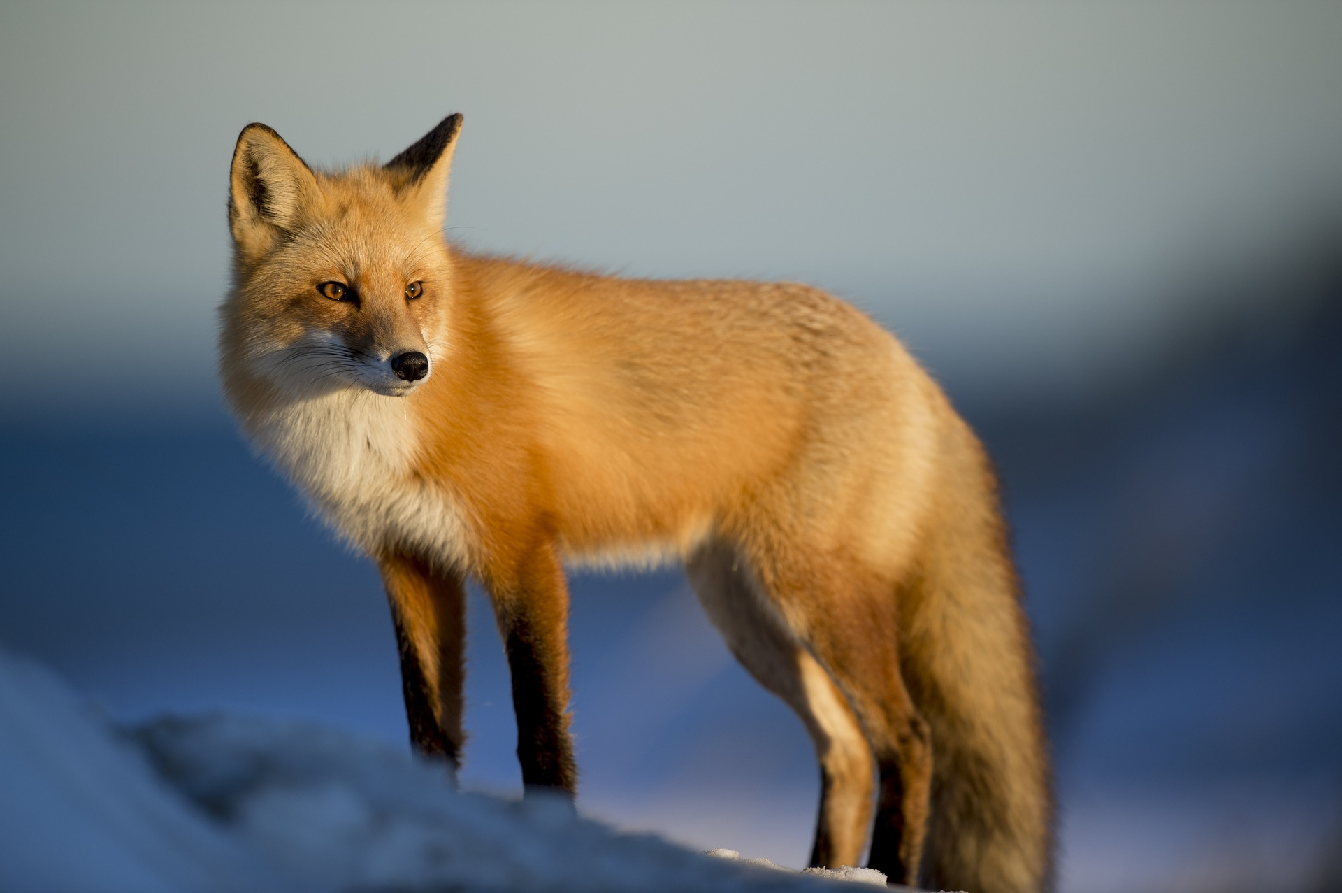 Victory! Prada Will Stop Using Fur From 2020