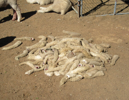 a pile of sheep tails