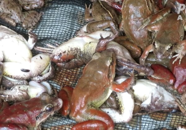 PETA Asia Uncovers Cruelty in the Frog-Legs Industry