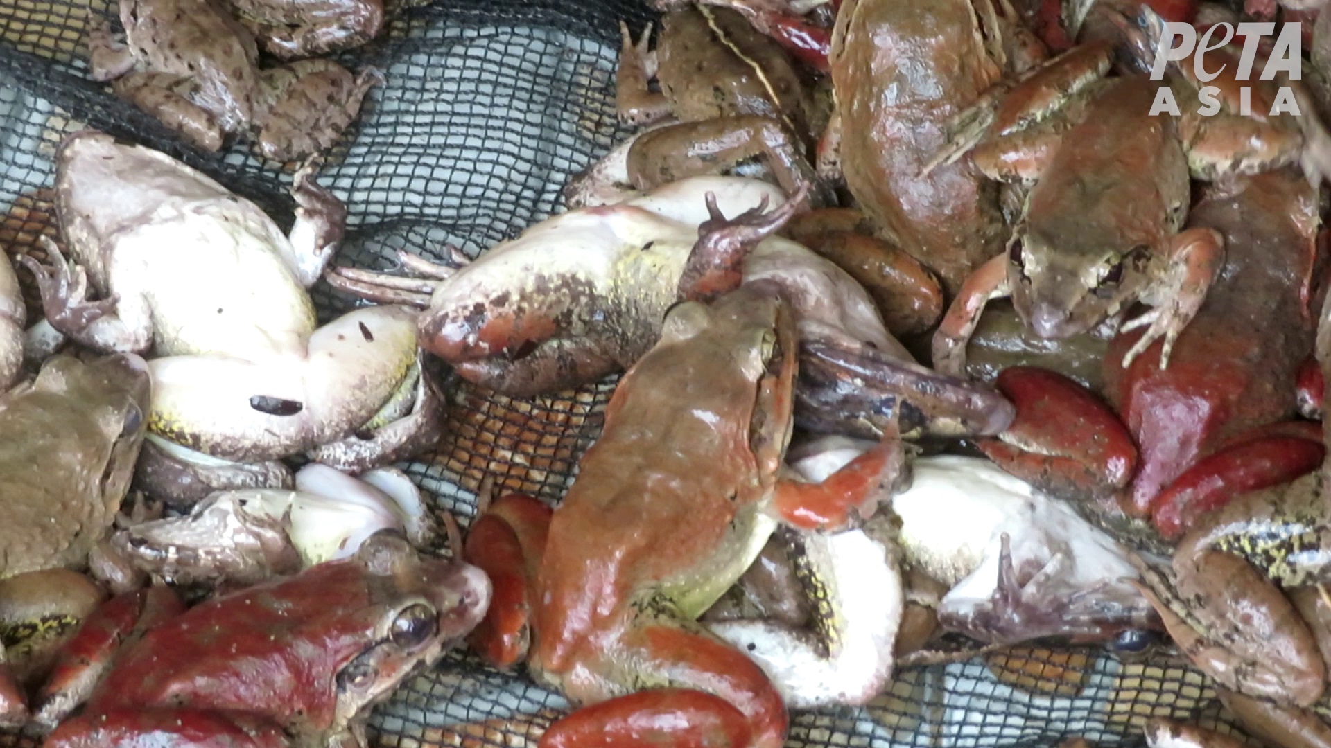 PETA Asia Uncovers Cruelty in the Frog-Legs Industry