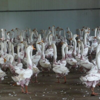 Geese huddle together after their feathers are ripped out.