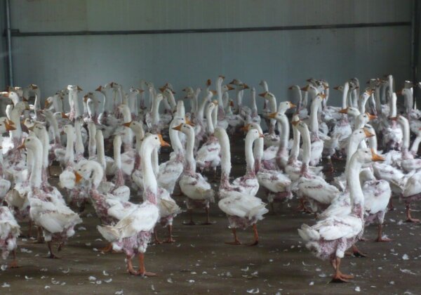 Exposed: Despite ‘Responsible Down Standards’, Farms Still Live-Plucking Geese