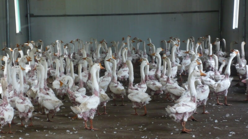 Geese huddle together after their feathers are ripped out.