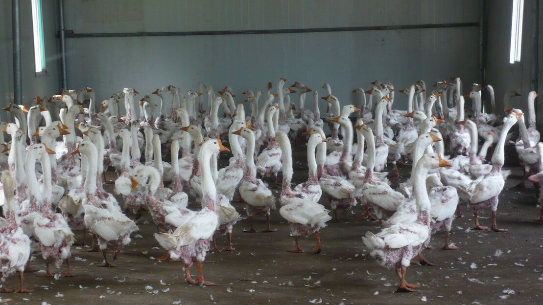 Exposed: Despite ‘Responsible Down Standards’, Farms Still Live-Plucking Geese