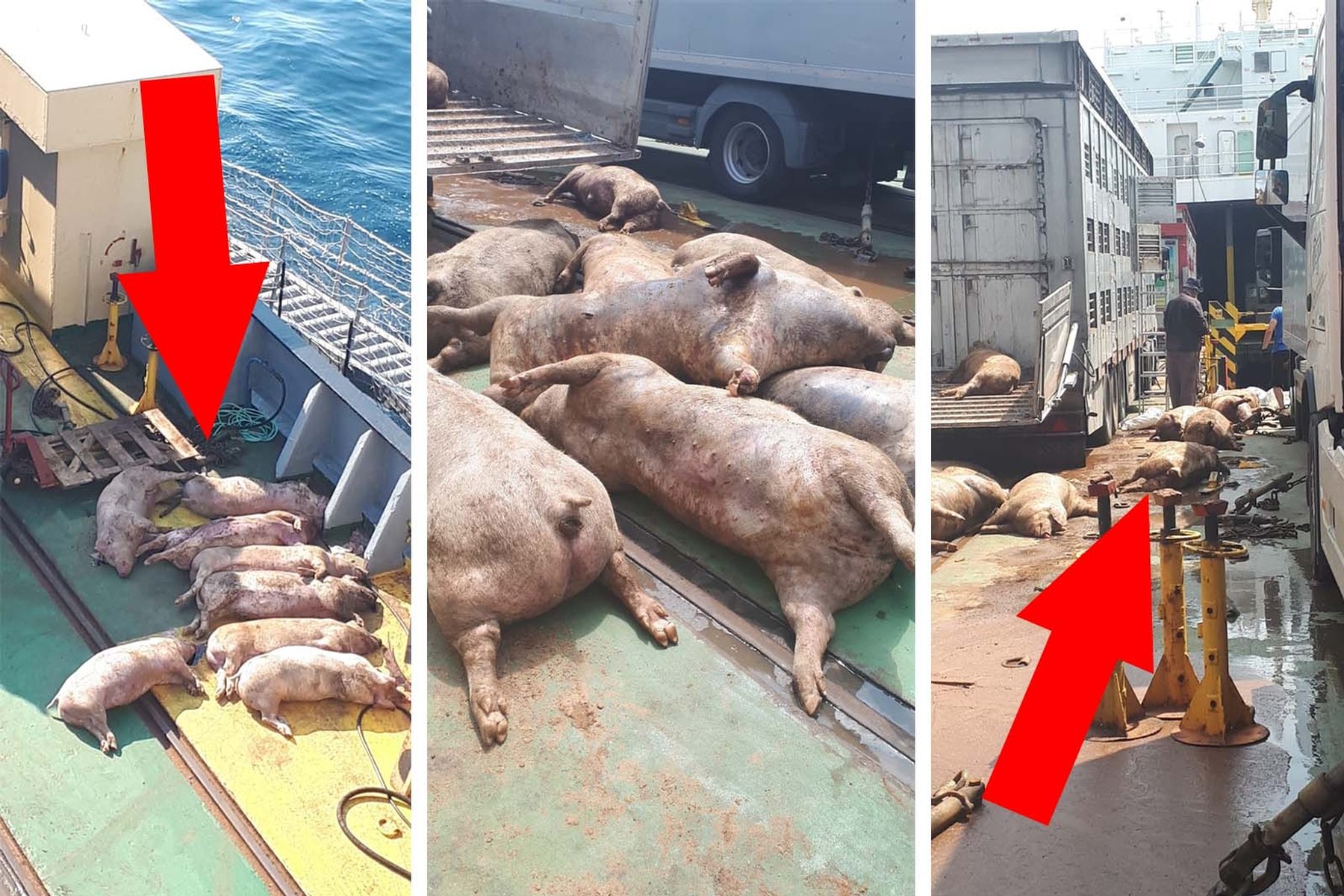 Animal Transport Horror: 40 Pigs Thrown Into the Sea