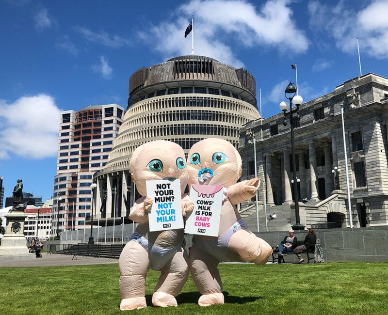 Giant Babies at Parliament House in Wellington, New Zealand.
