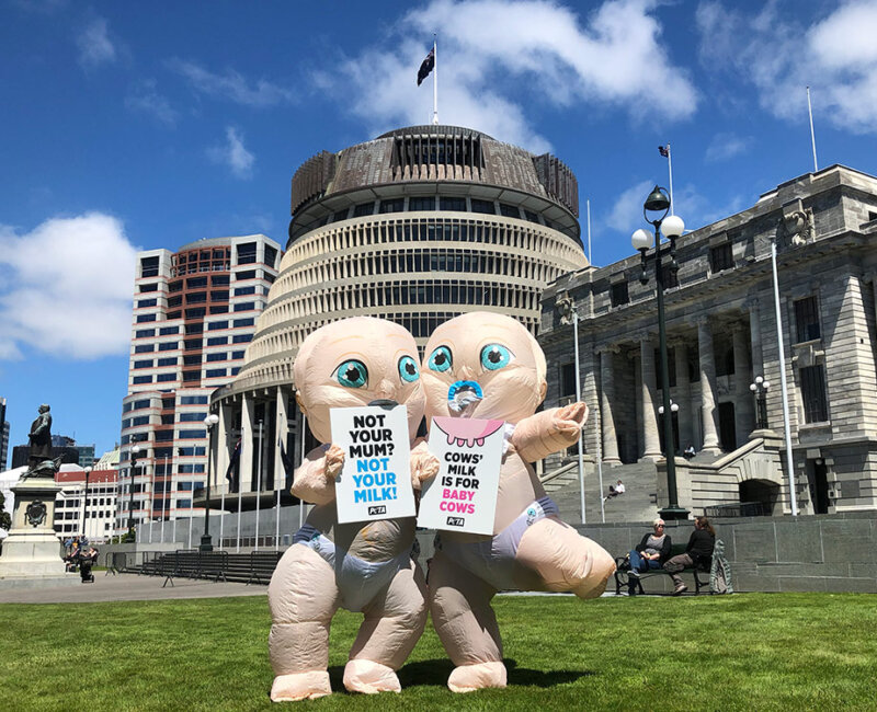 Giant Babies at Parliament House in Wellington, New Zealand.
