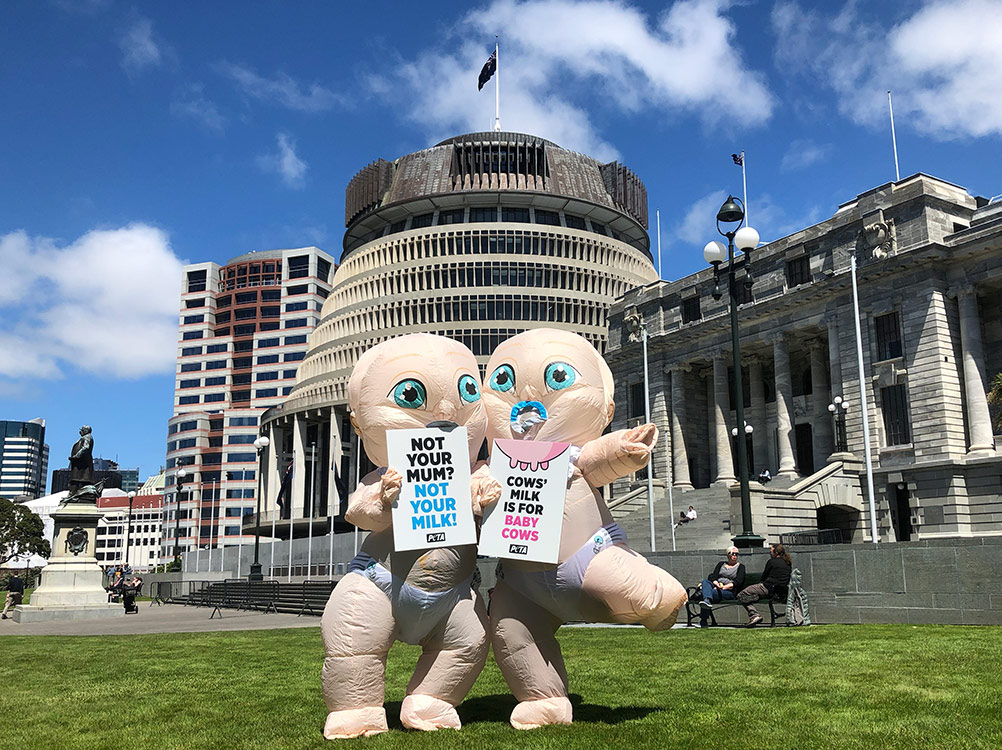 Giant ‘Babies’ in Wellington Protest Dairy