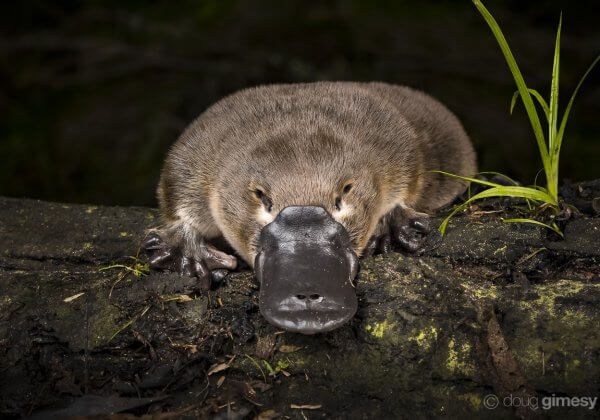 Great News! South Australia to Phase Out Opera House Nets!