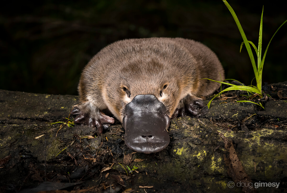 VICTORY! Victorian Government Bans Platypus Killer Traps