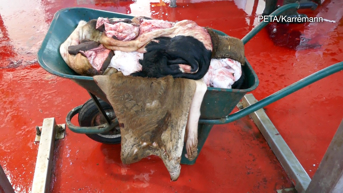 Image shows wheelbarrow full of animal skins.