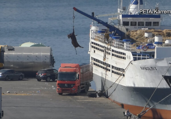 Shocking Investigation: Gruelling Journeys Endured by Animals in the Global Leather Trade