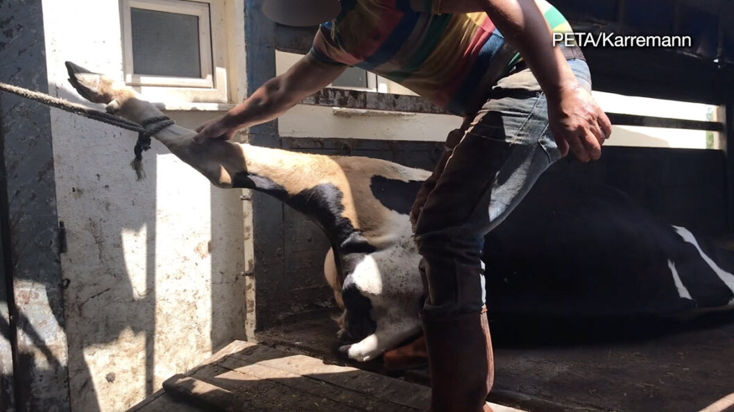 Shocking Investigation Gruelling Journeys Endured by Animals in the Global Leather Trade