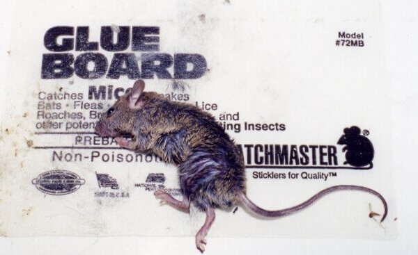 6 Steps to Saving Animals Stuck on Glue Traps