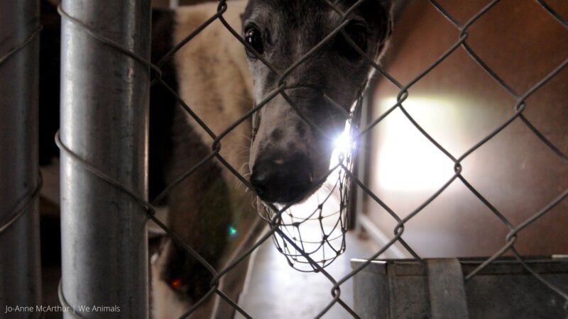 a greyhound with a muzzle on in a kennel