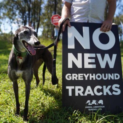 A greyhound and a sign that reads "no new greyhound tracks"