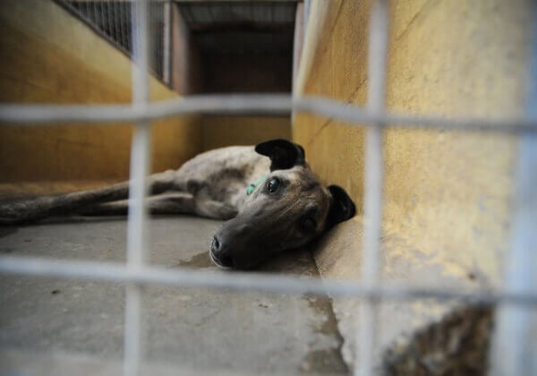 a greyhound in a kennel