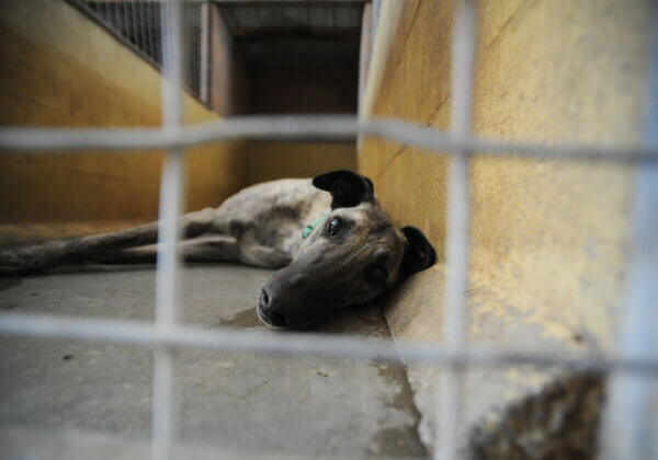 Greyhound-Racing Cruelty Continues – Ban It Now