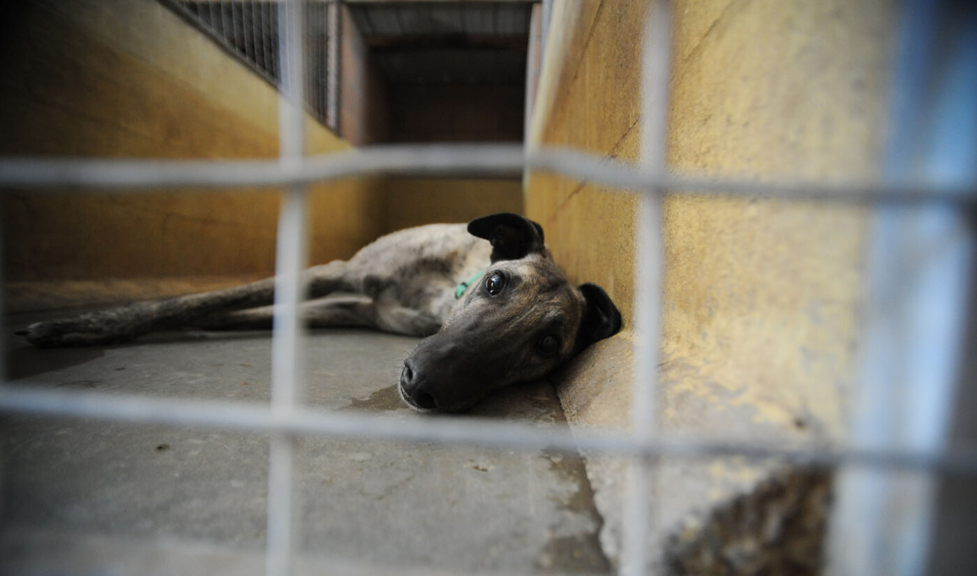 Queensland Government Approves Shameful New Greyhound Racing Track