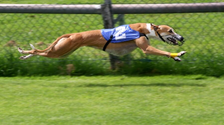The NSW Government Has Made an OBSCENE Donation to a Greyhound Race