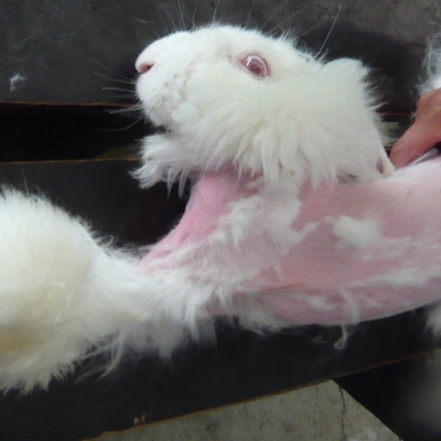 Angora rabbit