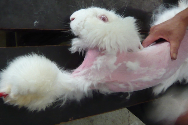 Angora rabbit